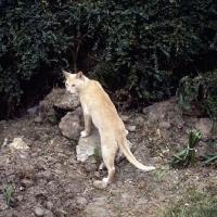 Picture of red burmese cat climbing on rocks