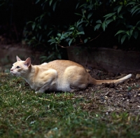 Picture of red burmese cat looking up keenly