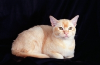 Picture of red Burmese cat on black background