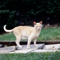 Picture of red burmese cat on paving