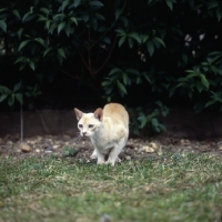 Picture of red burmese cat watching