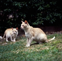 Picture of red burmese cats