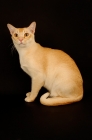 Picture of red burmese sitting on black background