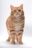 Picture of Red Classic Tabby Manx, front view