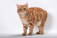 Picture of Red Classic Tabby Manx in studio