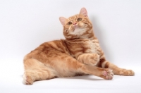 Picture of Red Classic Tabby Manx, lying down