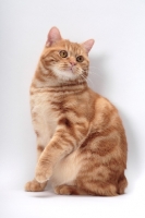 Picture of Red Classic Tabby Manx on white background