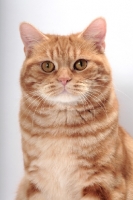 Picture of Red Classic Tabby Manx portrait