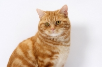 Picture of Red Classic Tabby Manx portrait on white background