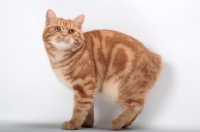 Picture of Red Classic Tabby Manx, side view