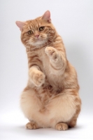 Picture of Red Classic Tabby Manx sitting on hind legs