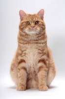 Picture of Red Classic Tabby Manx sitting down, front view