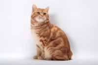 Picture of Red Classic Tabby Manx sitting down