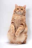 Picture of Red Classic Tabby Manx sitting up
