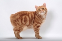 Picture of Red Classic Tabby Manx