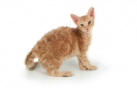 Picture of red coloured LaPerm cat