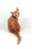 Picture of red coloured LaPerm cat