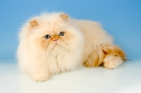 Picture of red colourpoint cat. (Aka: Persian or Himalayan)
