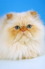 Picture of red colourpoint cat portrait, (Aka: Persian or Himalayan)