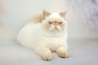 Picture of red colourpoint Exotic Shorthair resting on pastel background