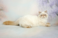 Picture of red colourpoint Exotic Shorthair resting on pastel background