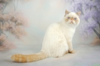 Picture of red colourpoint Exotic Shorthair on pastel background