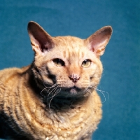 Picture of red cornish rex cat with spotted nose