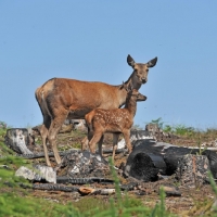 Picture of red deer hind and her calf, full body, baby