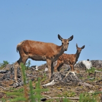Picture of red deer hind and her calf, full body, baby