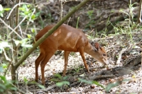 Picture of Red Forest Duiker