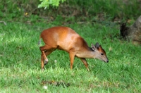 Picture of Red Forest Duiker