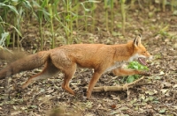 Picture of red fox running through maize field