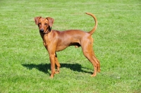 Picture of red German Pinscher, side view on grass