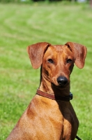 Picture of red German Pinscher