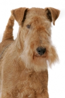 Picture of Red Grizzle Lakeland Terrier, Australian Grand Champion multi best in show winner