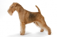 Picture of Red Grizzle Lakeland Terrier, Australian Grand Champion, posed