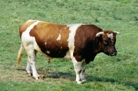 Picture of red holstein bull in holland
