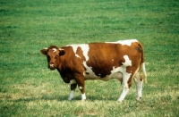 Picture of red holstein cow in field in holland
