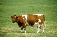 Picture of red holstein cow in holland