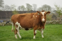 Picture of red holstein cow on grass