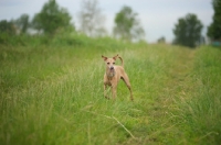 Picture of red italian greyhound in tall grass