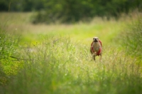 Picture of red italian greyhound running in a field