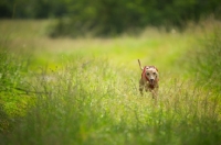 Picture of red italian greyhound running in a field