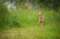 Picture of red italian greyhound standing in front of tall grass