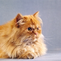 Picture of red longhair cat looking alert