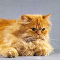 Picture of red longhair cat lying