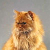 Picture of red longhair cat portrait