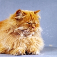 Picture of red longhair cat with eyes closed