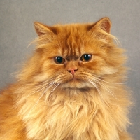 Picture of red longhair cat