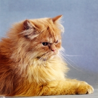 Picture of red longhair Persian cat